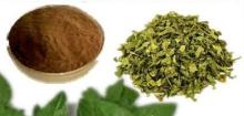Oregano Herb Extract Origanum Extrat