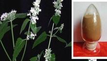 Herba Schizonepetae extract
