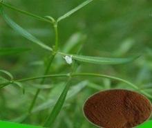  Spread ing Hedvotis Extract