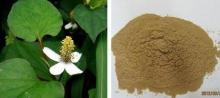 Herba  Houttuyniae   Extract 