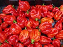 hot pepper -  scotch  bonnet