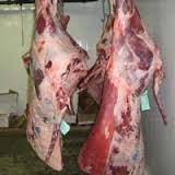  Frozen   Beef   Carcass 