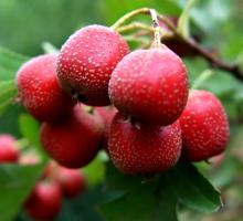 Hawthorn Fruit Extract