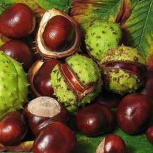Horse chestnut extract
