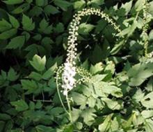  Black   cohosh   extract 
