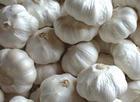 fresh garlic