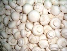 IQF  Agaricus  Bisporus
