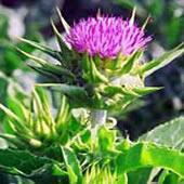 Milk Thistle P.E.80%,30%