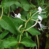 Honeysuckle   Flower  P.E.5%,98%