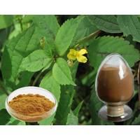 nettle extract
