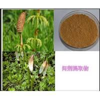  Horsetail   Extract 