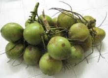 EXPORT FRESH COCONUT WITH BEST PRICE