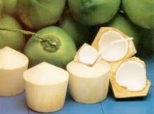  EXPORT   FRESH   COCONUT 