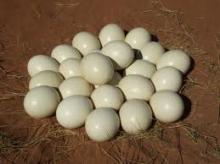 Ostrich eggs, Goose,Emu and Rhea eggs.