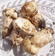 Fresh and Dried Matsutake Mushrooms Wholesale
