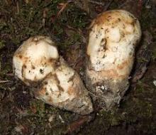  Wild   Mushroom  Matsutake