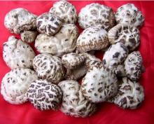 Shiitake flower mushroom