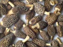 Organic ,  Fresh  and Dried Morel  Mushrooms  wholesale