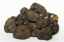 High quality Fresh Black Truffles