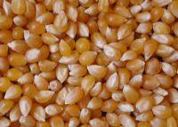 Yellow Corn For Popcorn