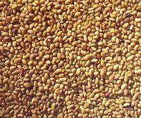 Alfalfa   Seed s