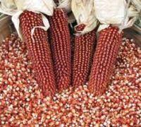  Red   Corn  For Sale