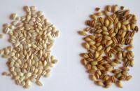 Organic  Pearl   Barley 