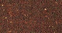 Quality  Canola   Seeds 