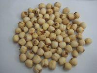 Lotus Seed