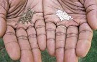  Carrot  Seed