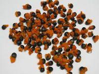 Strelitzia Nicolai Seeds  White   Bird  Of Paradise