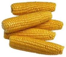 Yellow  Corn   Maize 