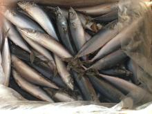 frozen mackerel seafrozen 200-300g