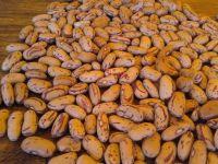  Sugar   Beans 
