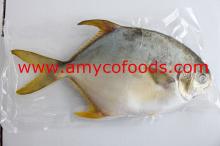 Golden Pompano/Pomfret high quality cage farmed in deap sea