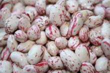  CRANBERRY   BEAN S