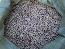 SUGAR BEANS