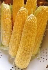 Fresh Corn Yellow Corn & Yellow Maize