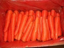 Carrot from China