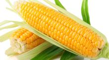 Yellow Corn/Maize