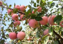  fuji   apple 