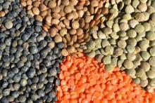 lentil/ red  lentil/green lentil