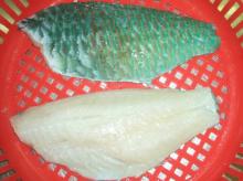 Frozen Parrot  Fish   Fillet  Skin-on Boneless