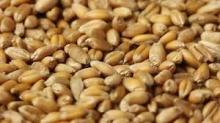 Wheat Grains