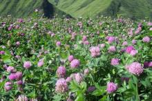 High Quality Red Clover Extract