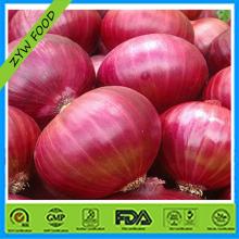 fresh  onion   red   onion  supplier