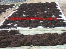 SARGASSUM SEAWEED FOR FERTILIZER & ANIMAL FEED
