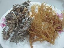 GOLDEN EUCHEUMA COTTONII FOR HUMAN FOOD
