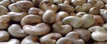 AFRICAN RAW CASHEW NUTS