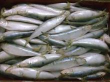 Hot selling frozen fish sardine fish whole frozen